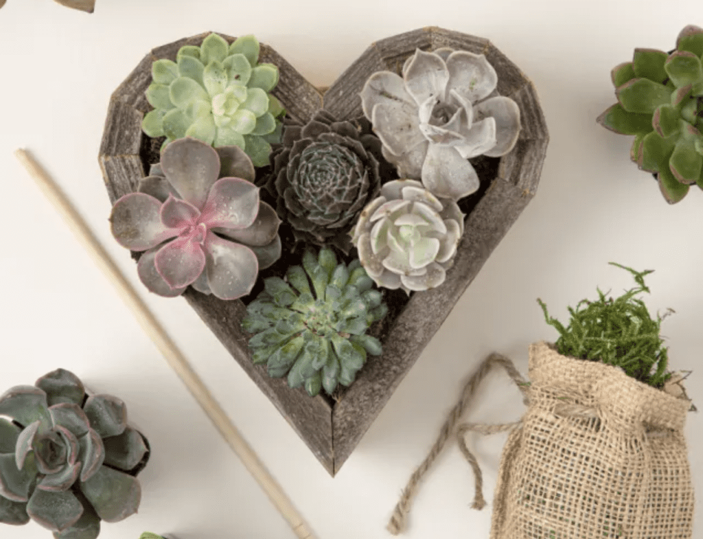 cozy home succulents